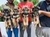Pure German Shepherd Puppies Available low price