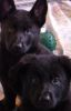rare Solid Black german shepherd puppies