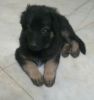 46 days gsd puppies available