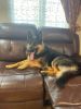 Gorgeous Male German Shepherd is looking for a new home.