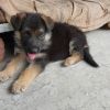Urgent sell German Shephere Female Puppy