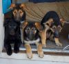 Bi-Colored GSD Puppies litter of 5