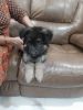 GSD FOR SALE - 2MONTHS OLD(52DAYS)
