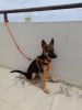 German Shepherd puppy-3.5 months old- for sale in Bangalore