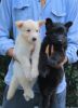 White and Black German shepherd puppies for adoption