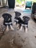 New Born Germen Shepherd Puppies