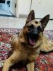 Adult 2 year old german shepherd male, has been neutered good family d