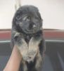 German shepherd puppies available male and female