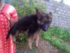 GSD puppies available now