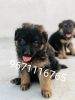 Long Coat German Shepherd pups available with kci paper
