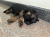 GSD Puppies (Born on 8th Aug-22) for sale