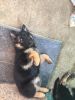 GSD Female puppy available for sale
