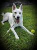 Great behaved dog! white german shepard female 1.5 yrs old