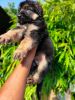 Top Quailty puppy’s Available