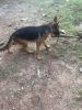 10 Months old male GSD for sale.without KC