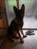 MALE GSD NEEDS HOME ASAP BEFORE 15TH