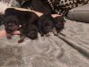 akc registered german shepard puppies
