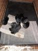 Seven weeks old German shepherd puppies, full blooded