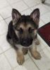 Purebred German Shepherd Puppies Available