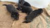 5 puppies gsd for sell long coat
