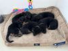 Beartown Shepherds puppy’s for sale