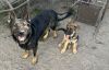 Rehoming German shepherd puppy