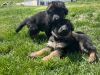 AKC Westshow line German Shepherd puppies