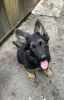Black and Red German Shepherd PRICE TO SALE