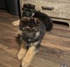 German Shepherd Pups For Sale