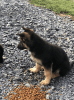 Male German Shepherd Puppies