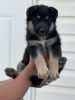 German Shepard/husky puppies