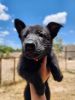 Purebred German Shepherd Puppies available.