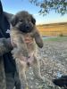 German shepherd puppies ready for their forever home!!
