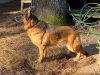Female German Shepherd - For Pet Homes or Breeding