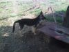 I want sell pure gsd female 4 months old