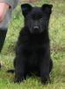 Z-black German Shepherd puppies @ really low price