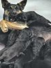 Black German Shepherd, Pups with Blue Eyes available May 19th