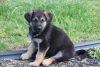 Male and Female German Shepard Puppies