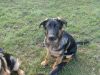 5month old potty trained, Rock star Temperament, Obedient GSD Pups!!!