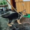 Double bone, long coat 3 months old female GSD puppy