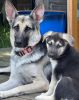 Purebred Rare Black & Silver German Shepherd Puppies