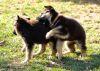 beautiful male and female german shepherd puppies