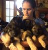 AKC - German Shepherd Puppies