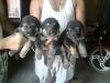 show line german shepherd pups for sale