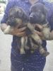 Germansheperd puppies for sale