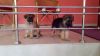 2 german shepered puppys