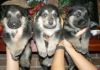 Smart German Shepherd Puppies xxx) xxx-xxx0