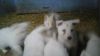 Germany shepherd white puppies KC registered
