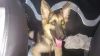 Gsd Male Puppy For Sale