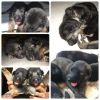 Lovely and active german sherpherd pups 24ays